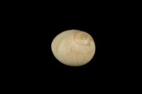 藏品(玉螺)的圖片